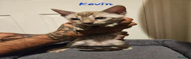 Kevin