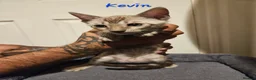 Bengal cats for sale: TICA registered bengal kittens - Advert 12