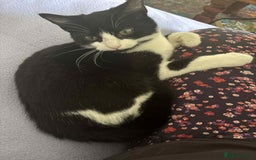 British Shorthair cats for sale: 7 month old tuxedo kitten for rehoming  - Image 11