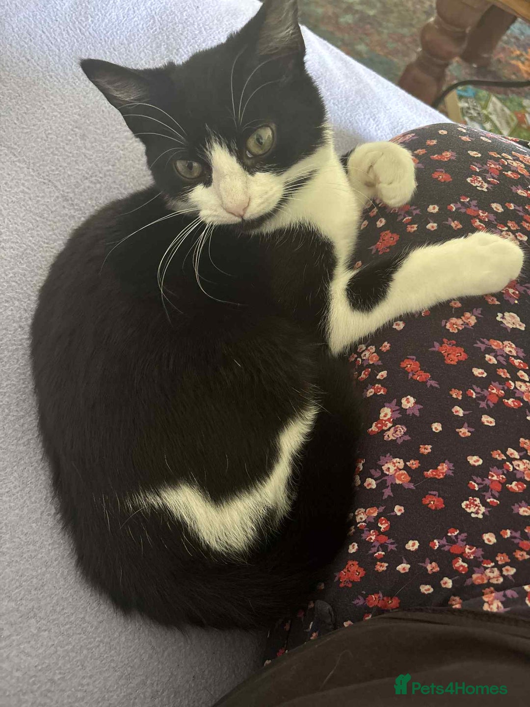 British Shorthair cats for sale: 7 month old tuxedo kitten for rehoming  - Image 11
