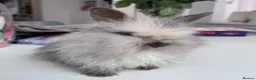 Mini Lion Lop rabbits for sale: £25 Mini lop lion mane long haired - Advert 3