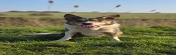 Border Collie dogs for stud: Blue Merle tricolor border collie at stud - Advert 2