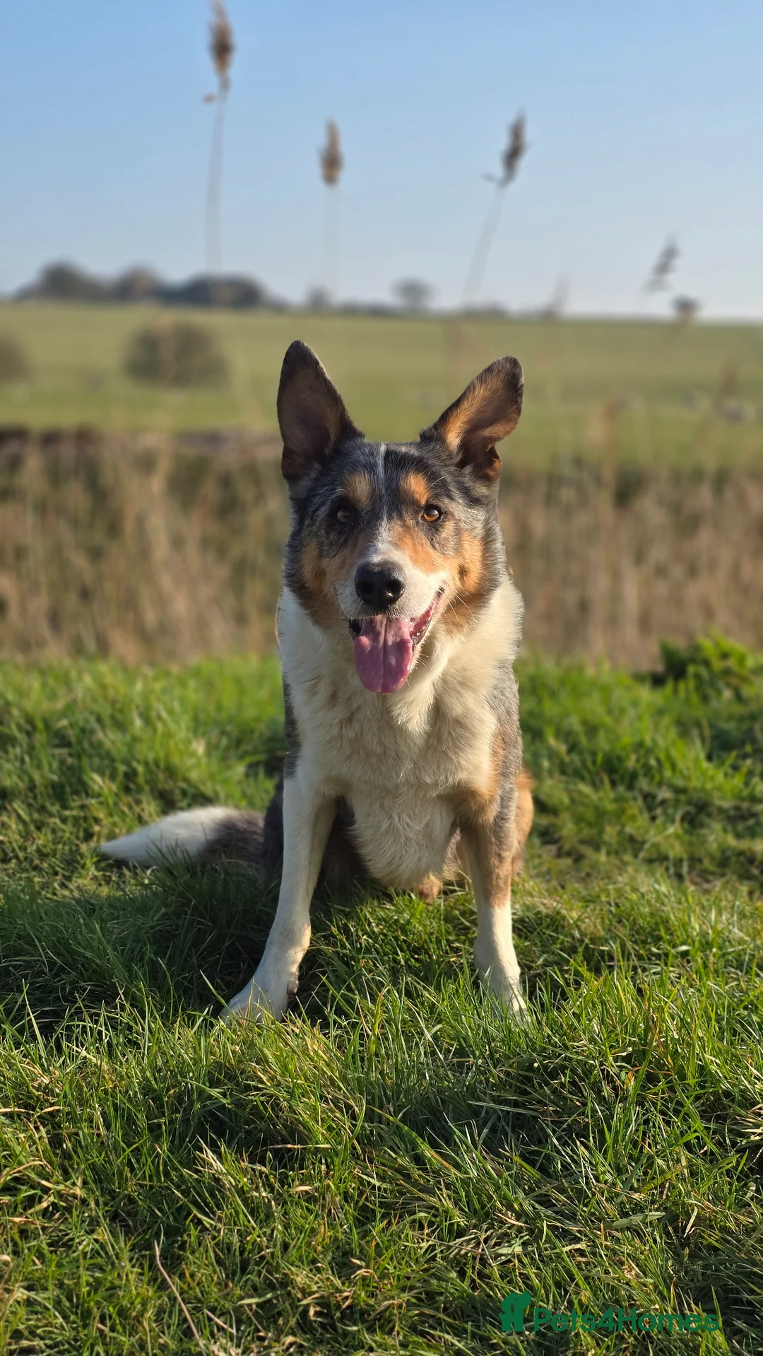 Border Collie dogs for stud: Blue Merle tricolor border collie at stud - Advert 2