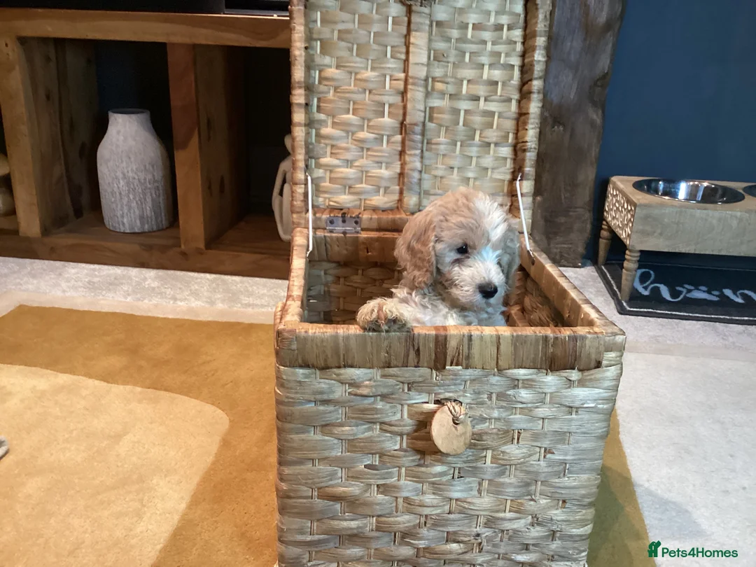 Sproodle dogs for sale: Gorgeous Sproodle Pups (Licensed Breeder) - Advert 11