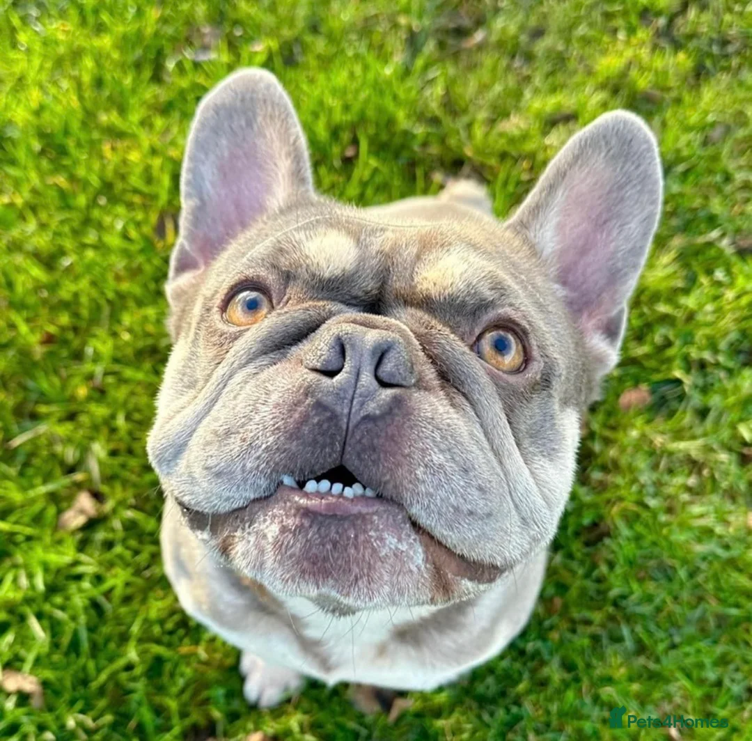 French Bulldog dogs for stud: Perfect Frenchie for Stud - Credit to the breed in Chorley - Advert 2