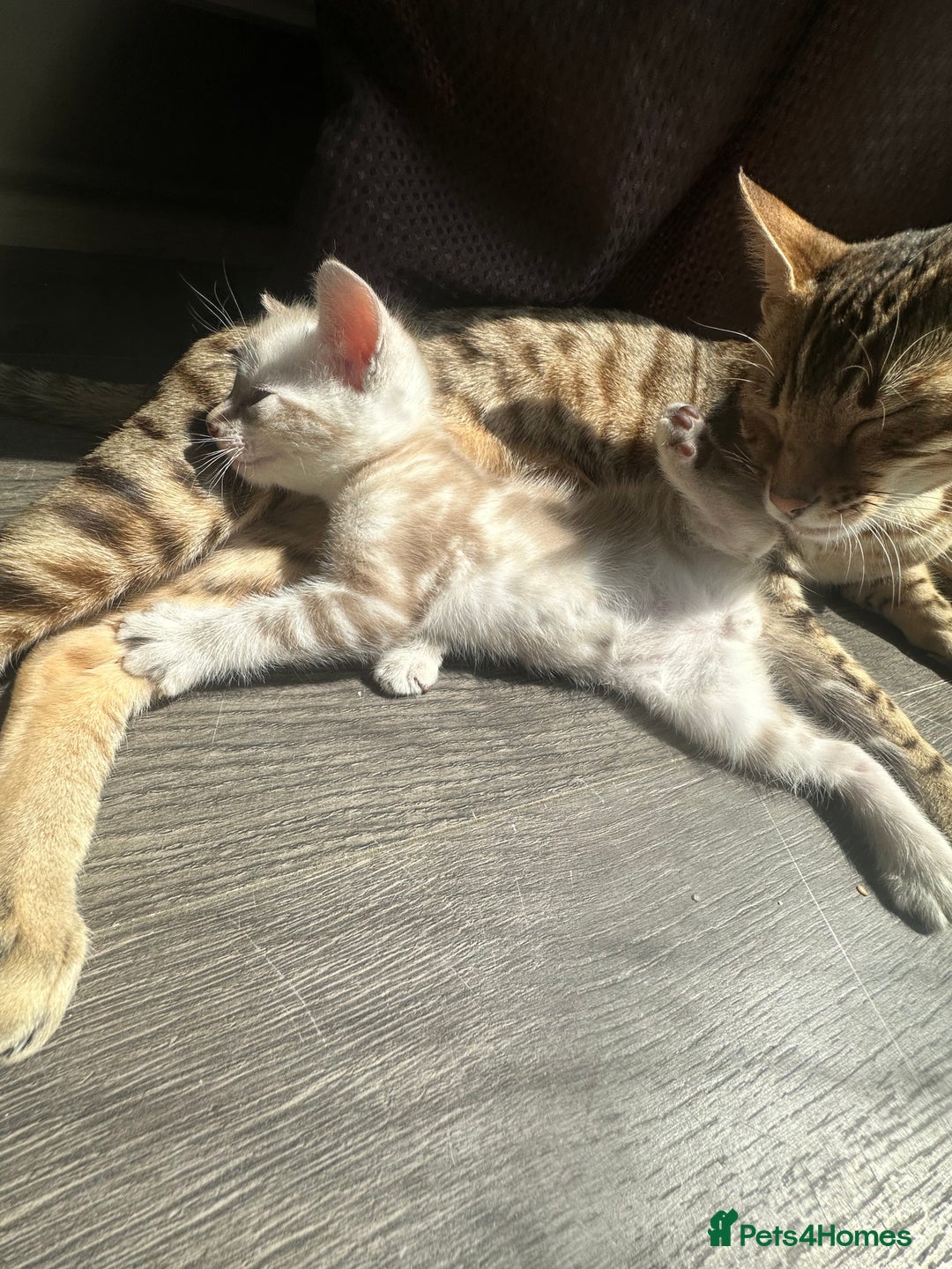 Bengal cats for sale: Snow Mink/Brown Rossette Blue Eyed Bengals - Image 16