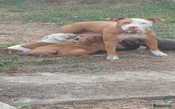 Mixed Breed dogs for sale: Adorable puppies for sale  - Image 1