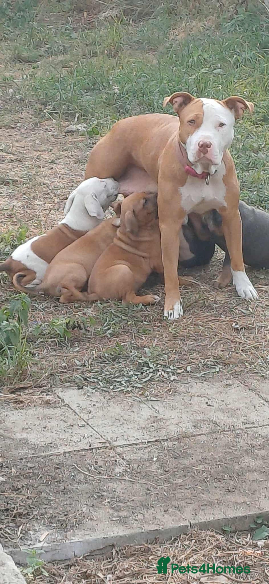 Mixed Breed dogs for sale: Adorable puppies for sale  - Image 1