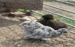 Hens poultry for sale: Beautiful coloured silkie hens point of lay/pullet - Image 4