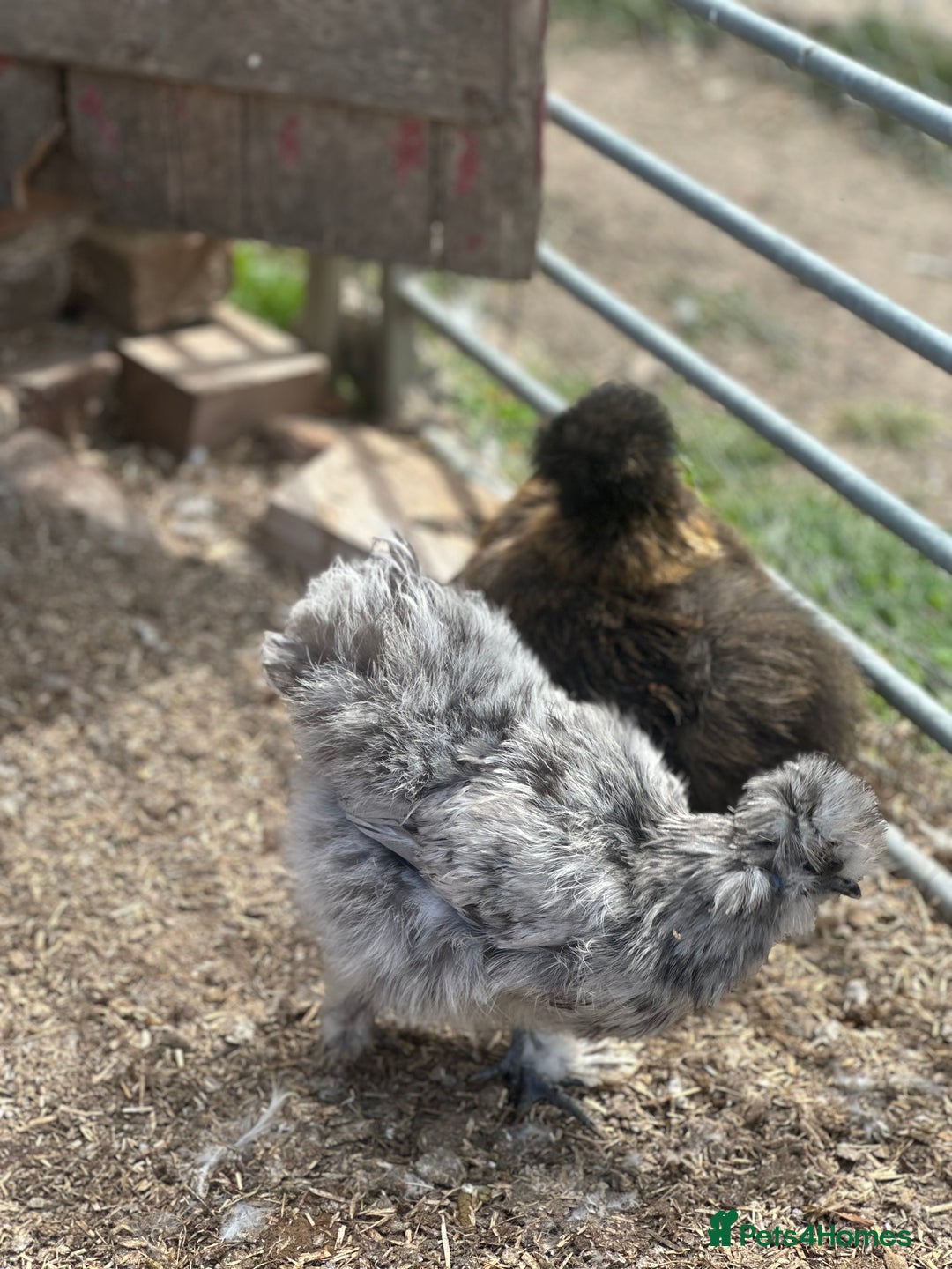 Hens poultry for sale: Beautiful coloured silkie hens point of lay/pullet - Image 4
