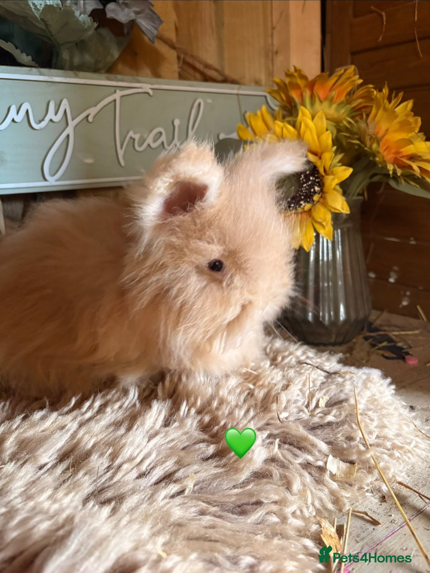 Angora rabbits Beautiful full faced Cream & white angora babies  - Advert 1