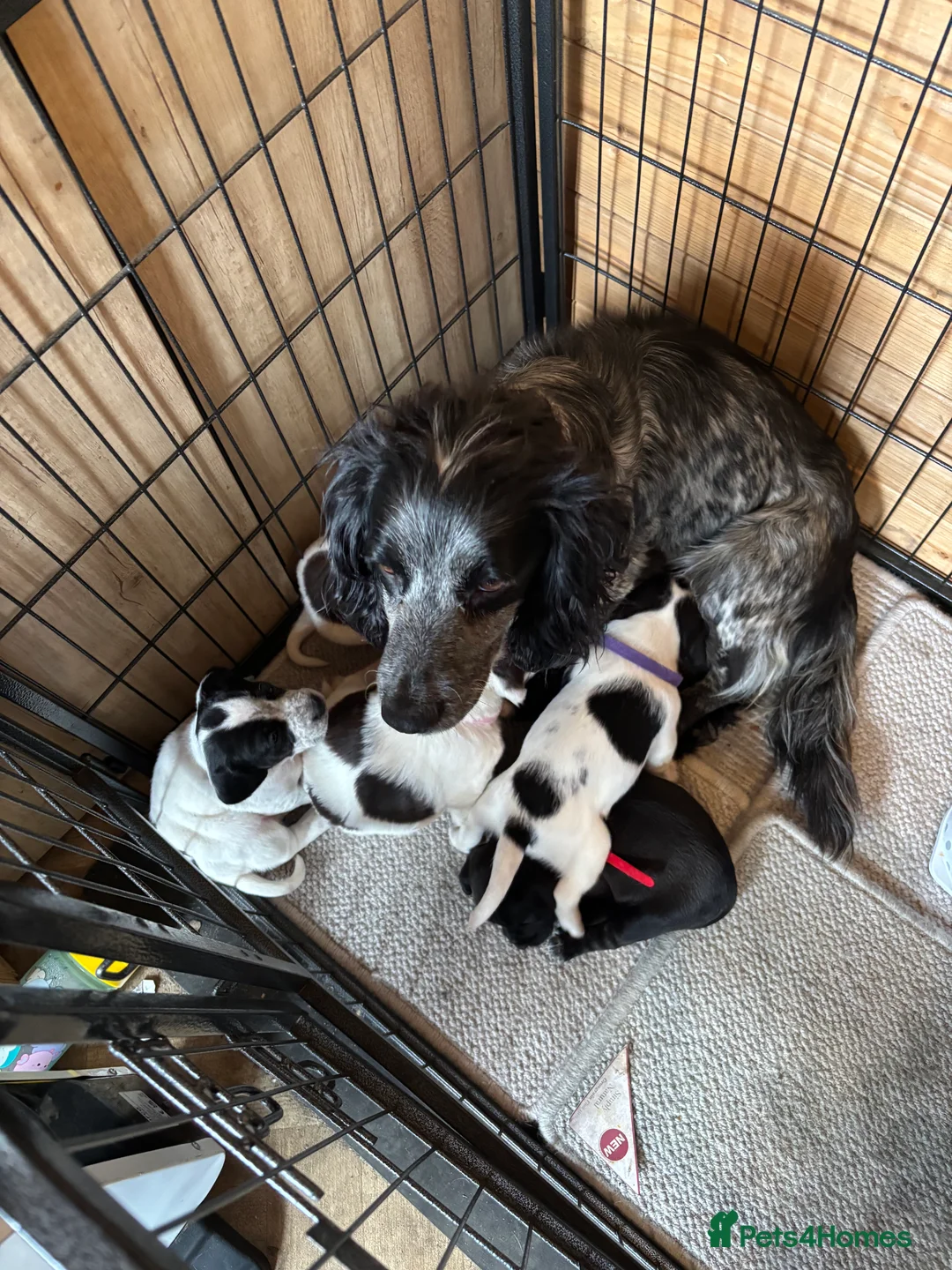 Cocker Spaniel dogs for sale: Cocker spaniel puppy!! - Advert 2