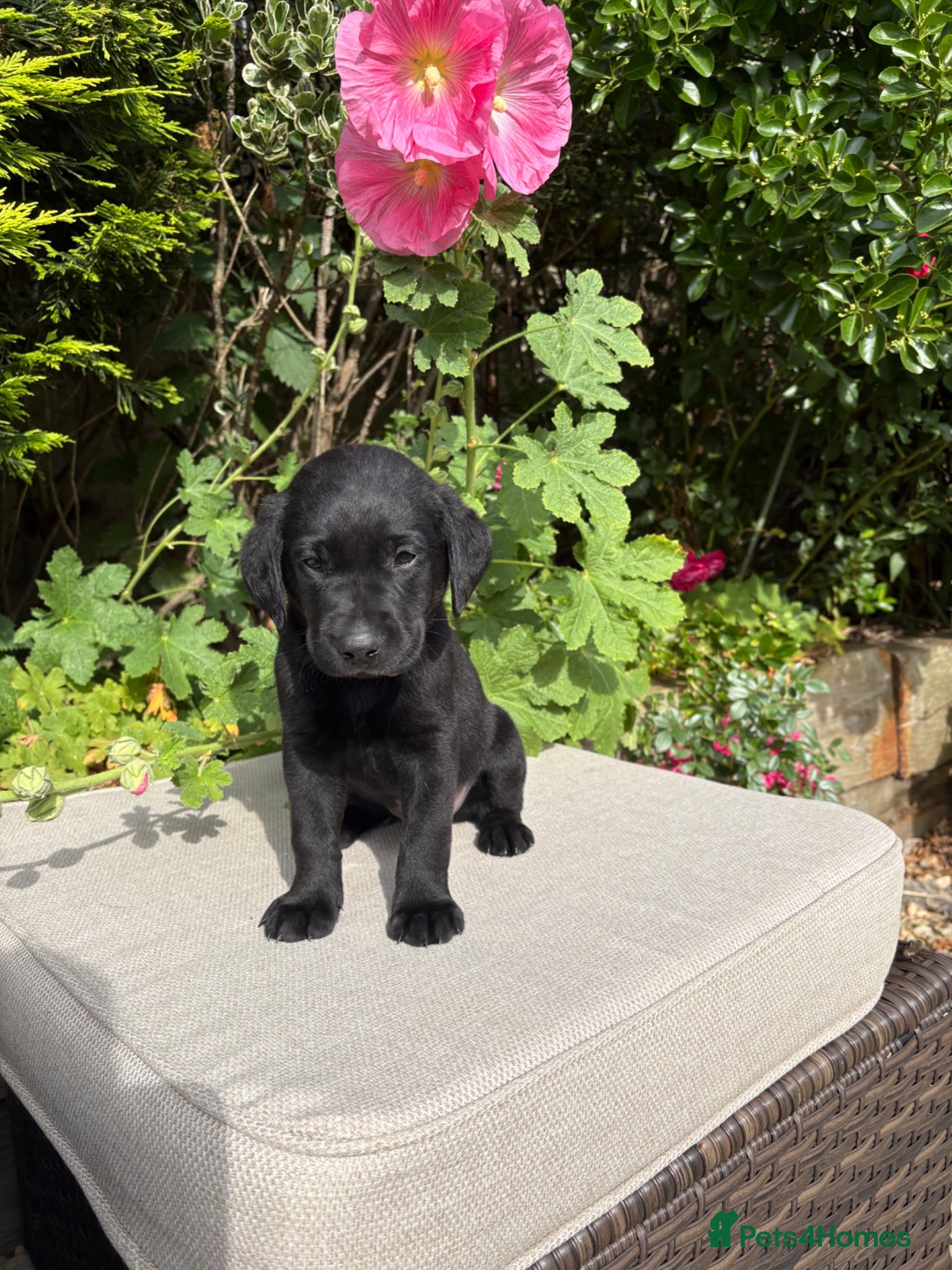 Labrador Retriever dogs Labrador puppies, male and female  - Advert 1