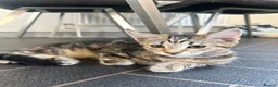 Mixed Breed cats for sale: Maincoon cross kittens  - Advert 4