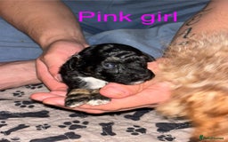Toy Poodle dogs for sale: Toy poodle full pedigree for sale - Image 5