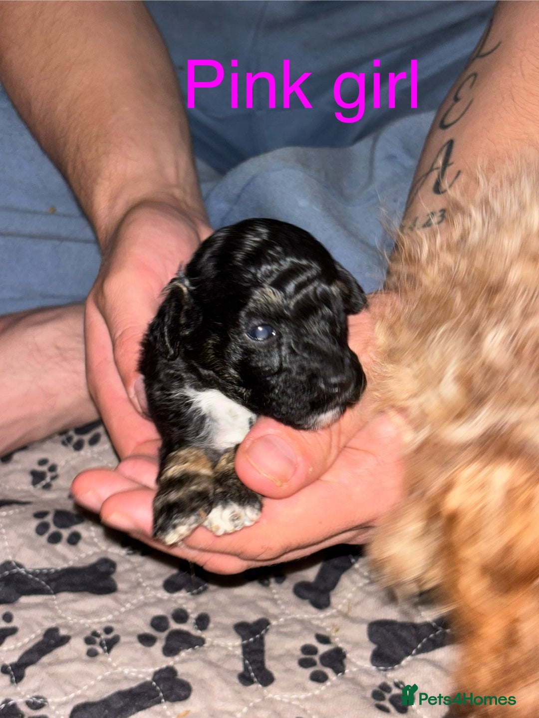 Toy Poodle dogs for sale: Toy poodle full pedigree for sale - Image 5