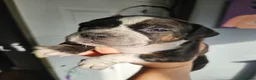 Mixed Breed dogs for sale: Boy and girl, staffy x American bulldog for sale in Huddersfield - Advert 8