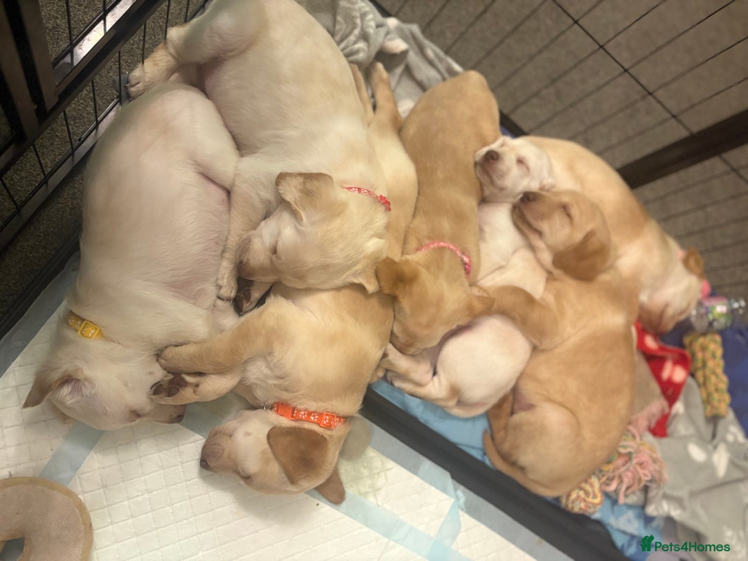 Labradoodle dogs for sale: Labradoodle puppies looking for loving homes - Advert 9