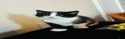 Mixed Breed cats for sale: Gorgeous kittens ready now  - Advert 3
