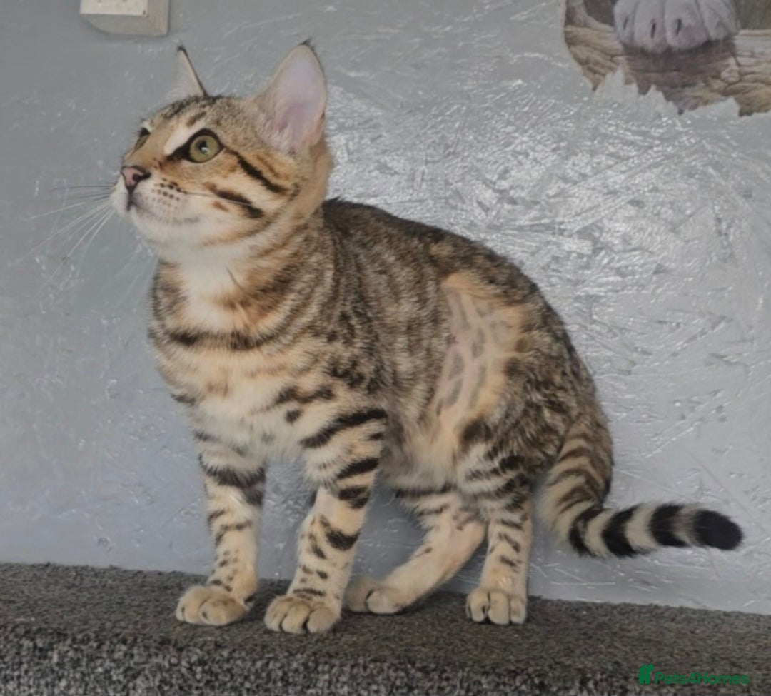 Bengal cats for sale: 1 beautiful bengal girl ready to leave now - Image 14