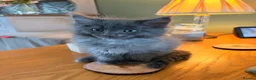Ragcoon cats for sale: Last of litter affectionate playful Ragcoon baby  - Advert 14