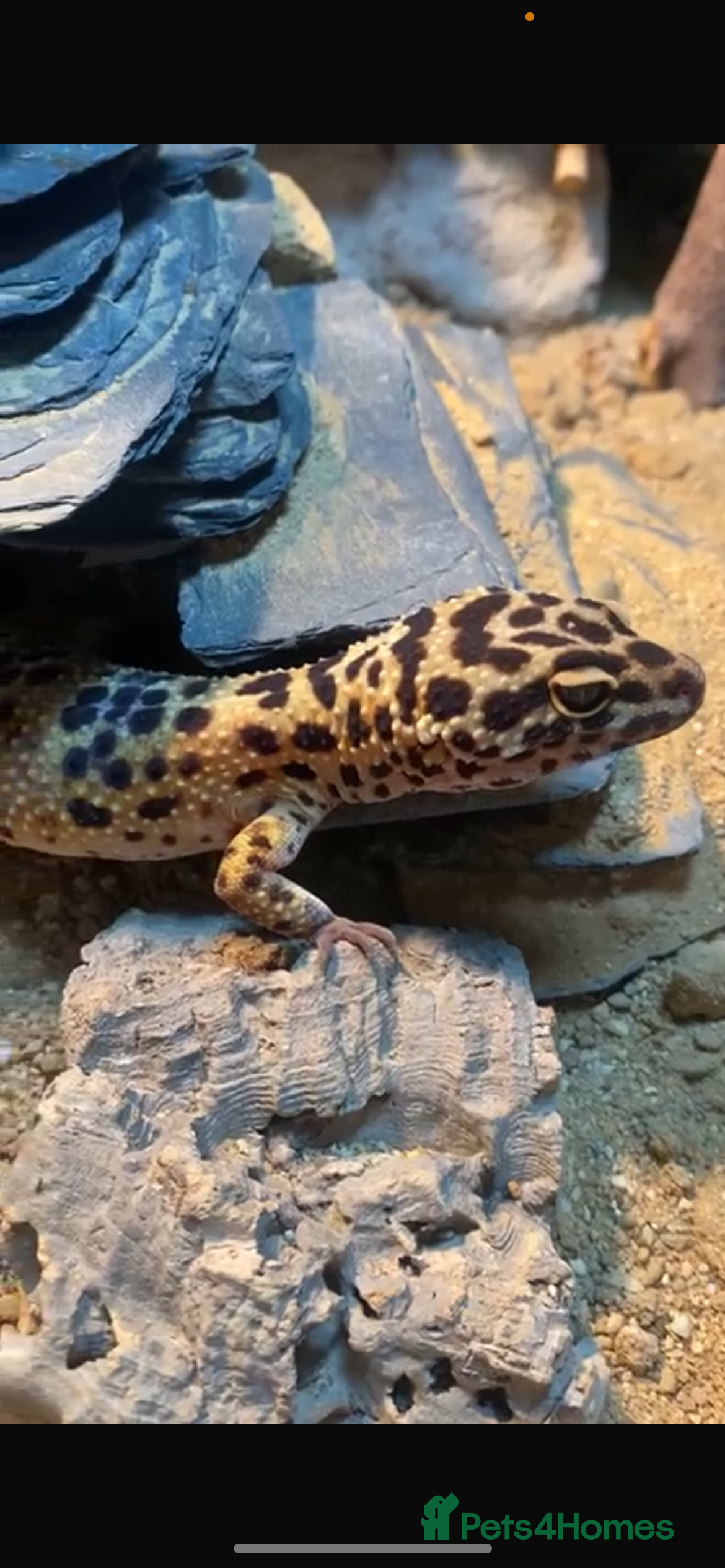 Leopard Gecko reptiles Leopard gecko femal age 4  in Wrexham - Advert 1