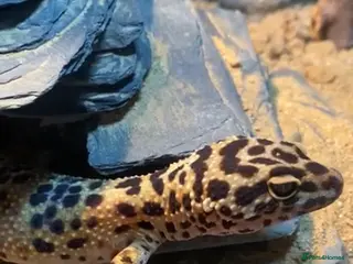 Leopard Gecko reptiles Leopard gecko femal age 4 in Wrexham - Advert 1