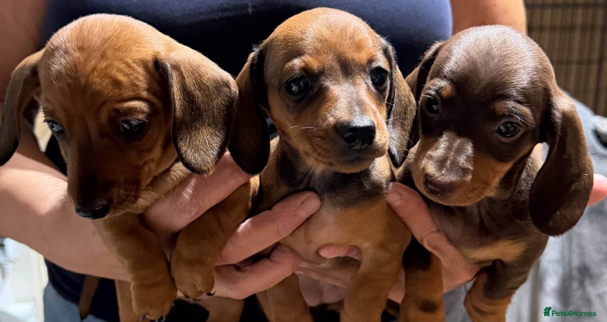 Miniature Dachshund dogs Kc reg/PRA clear mini red boy - Advert 2