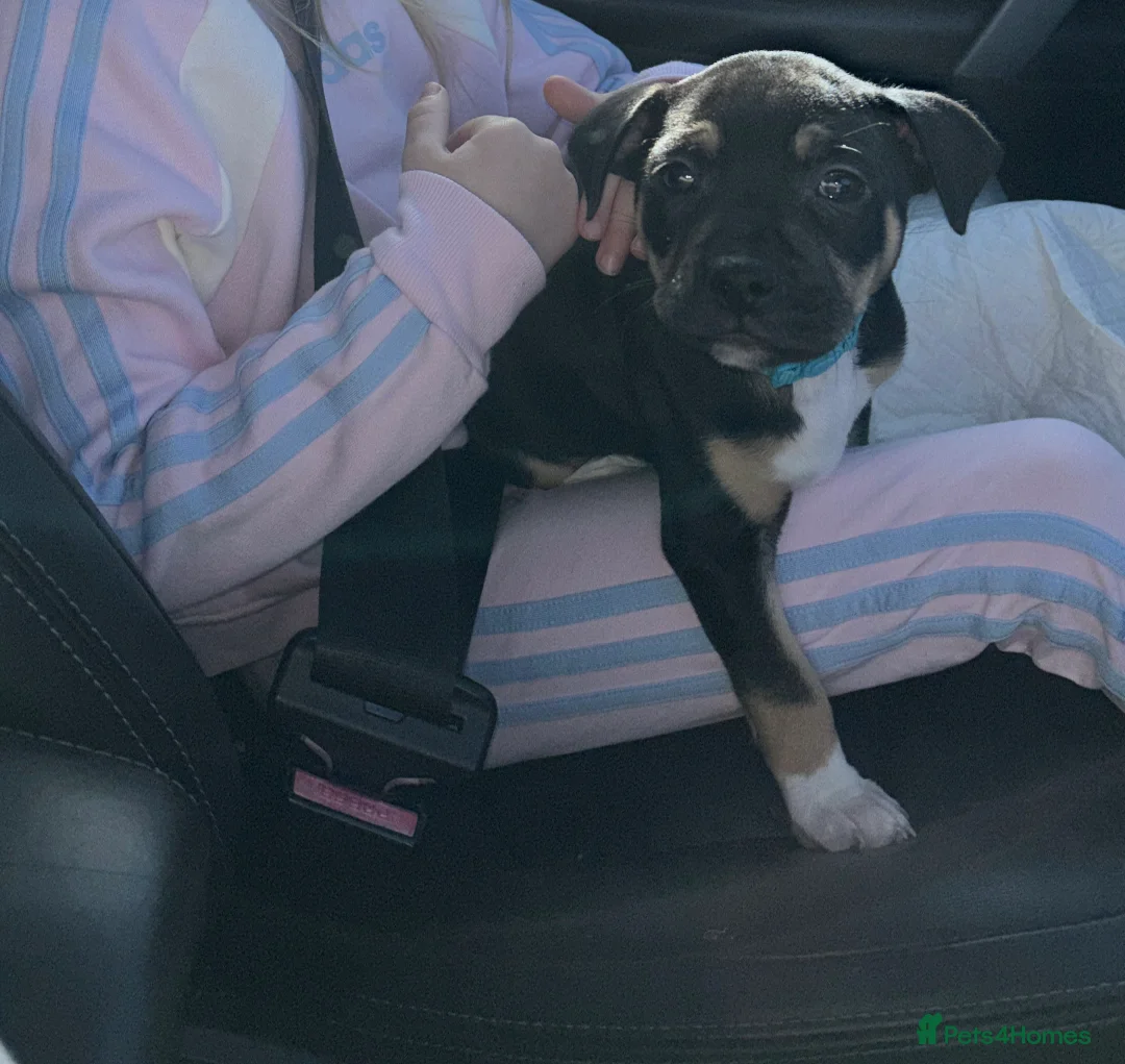 Mixed Breed dogs for sale: 9 week old staff x American bulldog - Advert 2