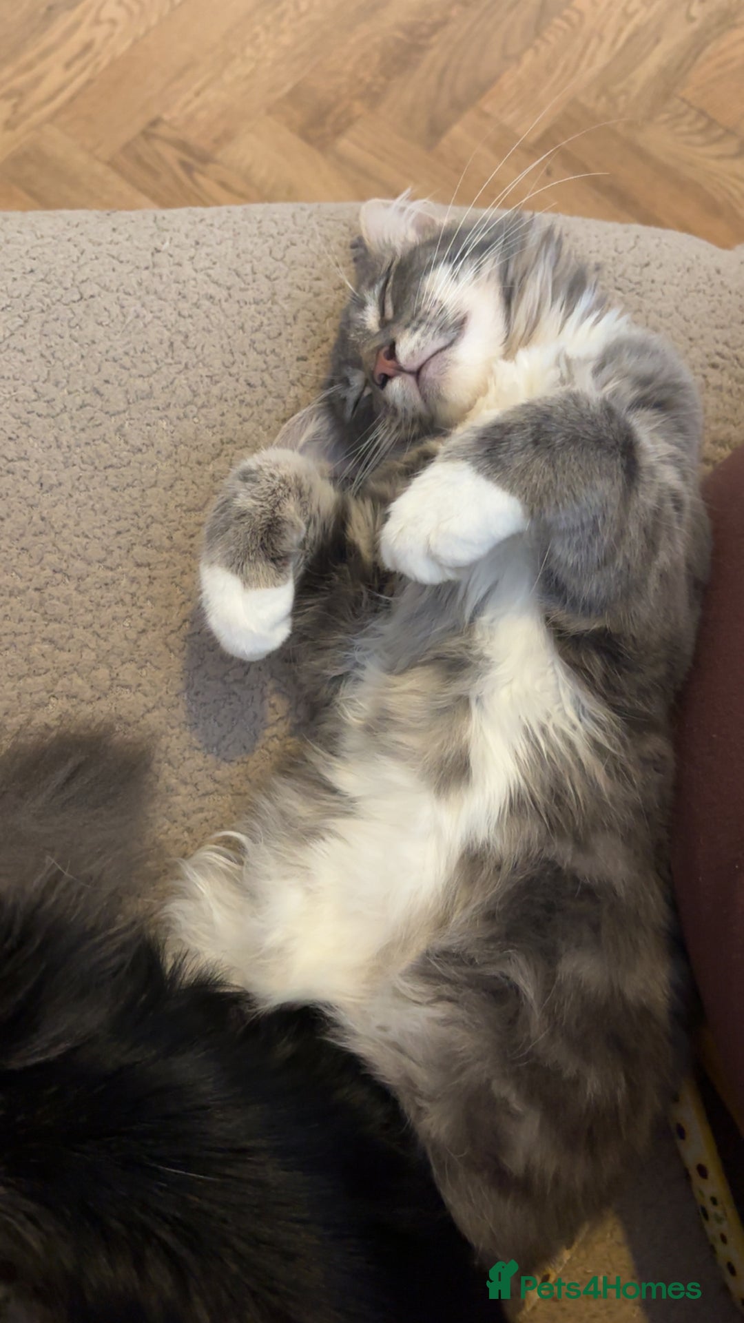 Mixed Breed cats for sale: Sad rehoming of our beloved Kevin - Advert 1