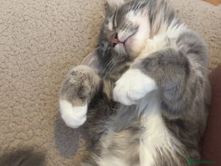 Mixed Breed cats Sad rehoming of our beloved Kevin - Advert 12