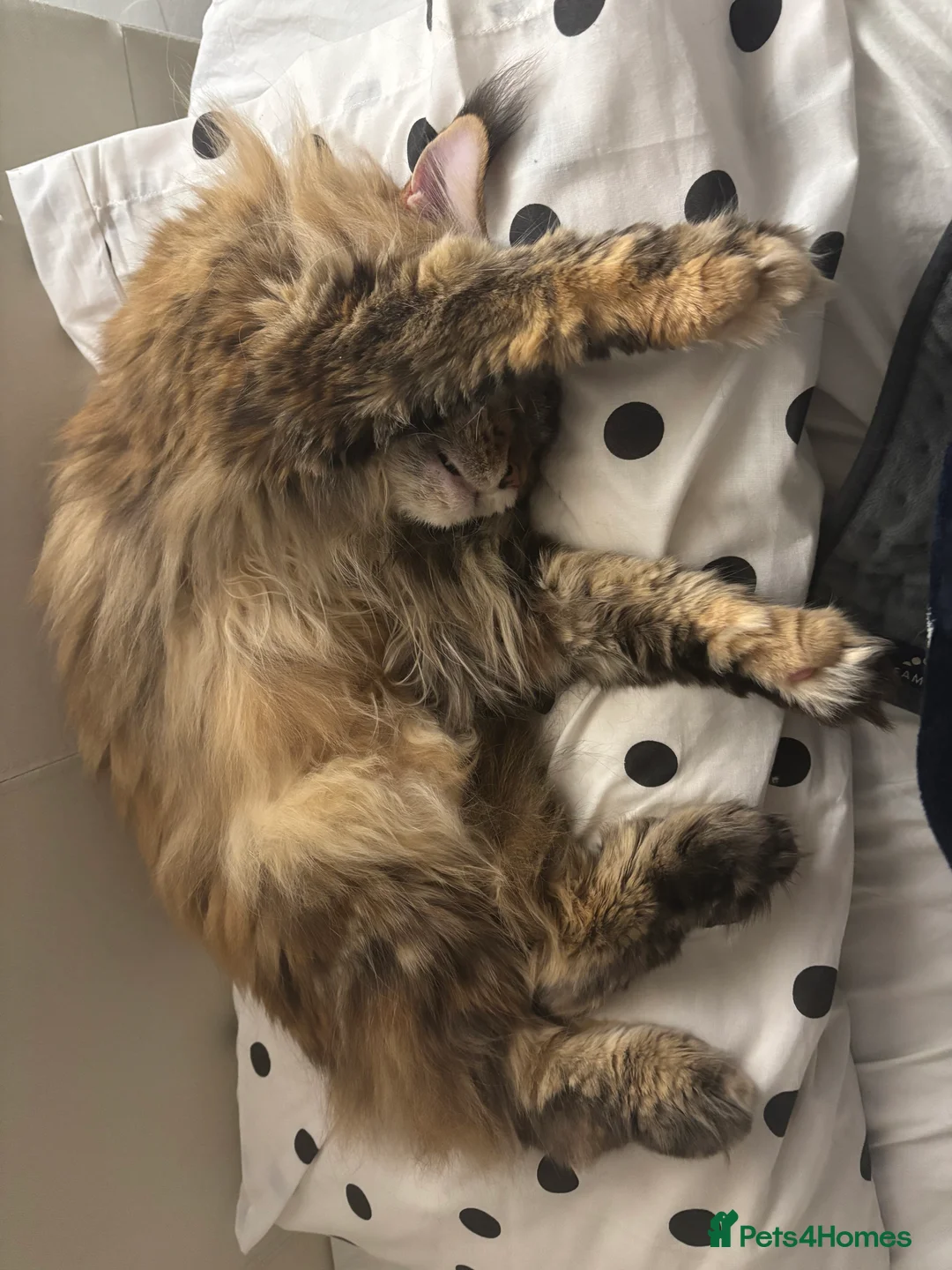 Maine Coon cats for sale: Siberian Maine Coon Cat  in Southampton - Advert 7