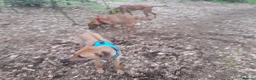 Rhodesian Ridgeback dogs for sale: 🦁RHODESIAN RIDGEBACKS PUPPIES🦁  - Advert 22