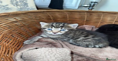 Mixed Breed cats - Advert 2