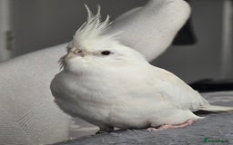 Cockatiels birds for sale: White cockatiel bird - Image 1