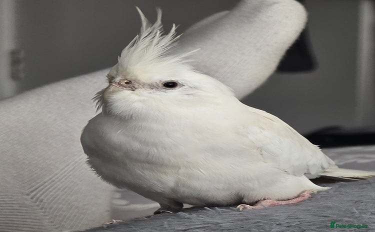 Cockatiels birds for sale - Advert 1