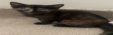 British Longhair 4