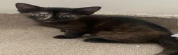 British Longhair cats for sale: Beautiful kittens in need forever homes❤️ - Advert 7