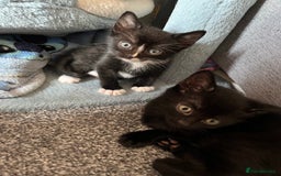 Mixed Breed cats for sale: Adorable kittens ready now - Image 4
