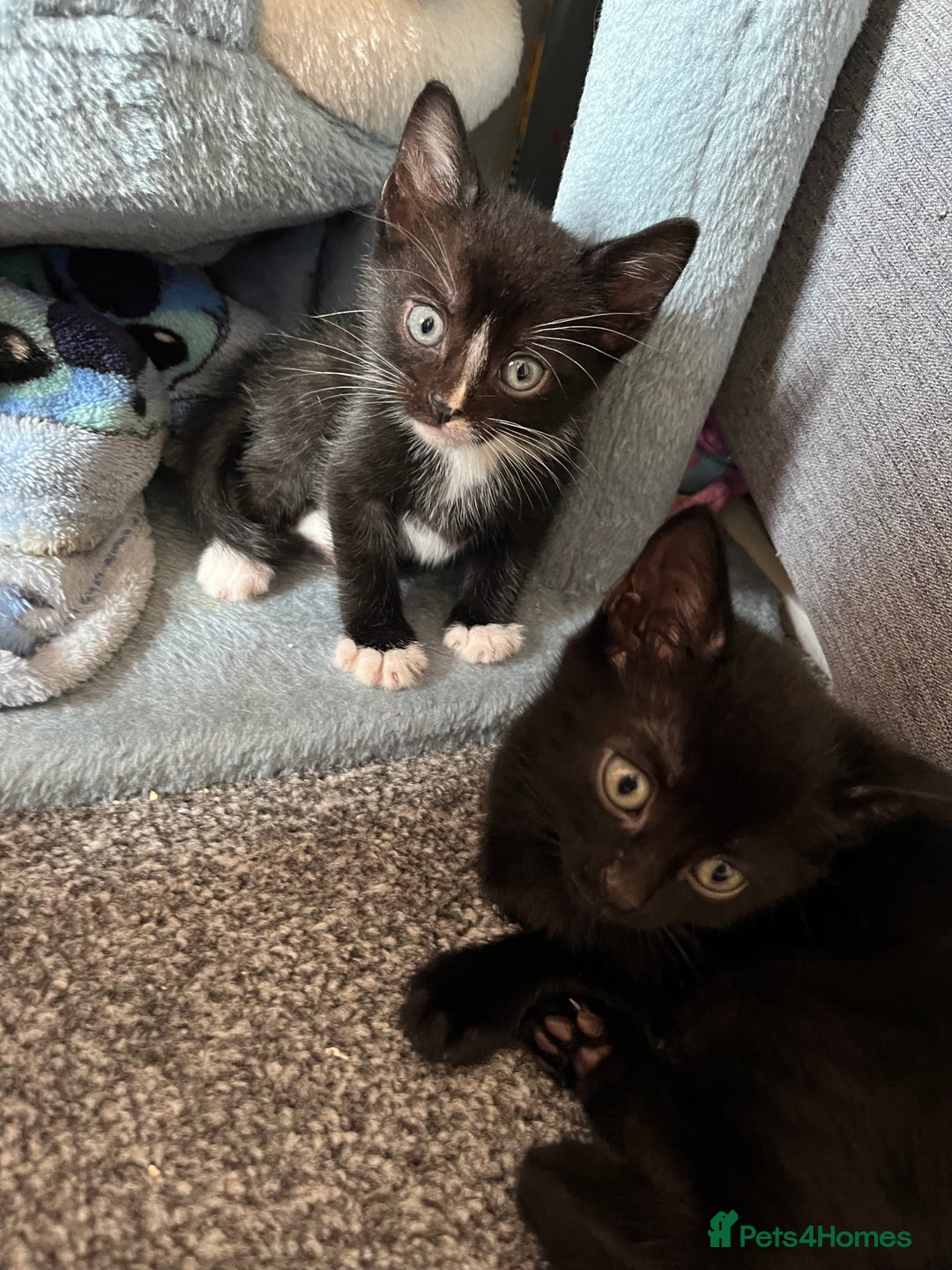 Mixed Breed cats for sale: Adorable kittens ready now - Image 4