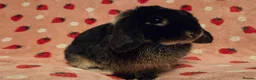 Mini Lop rabbits for sale: Black Otter pure mini lop Buck 🩵 very very tame - Advert 7