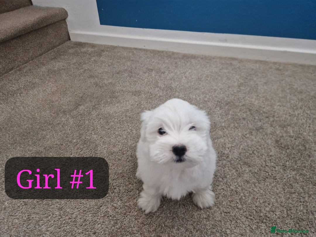 Bichon Frise dogs for sale: 3 Bichion frise girls for sale !! - Image 2
