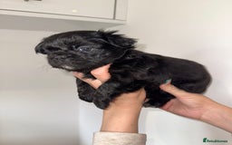 French Bulldog dogs for sale: Fluffy french bulldogs puppies - Image 1