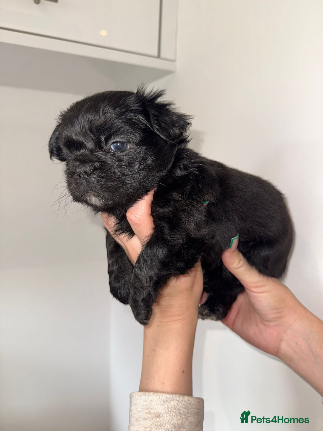 French Bulldog dogs for sale: Fluffy french bulldogs puppies - Image 1