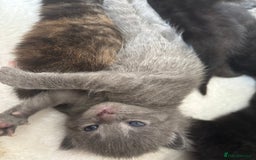 Maine Coon cats for sale: 5 bengal/maine coon kittens - Image 3