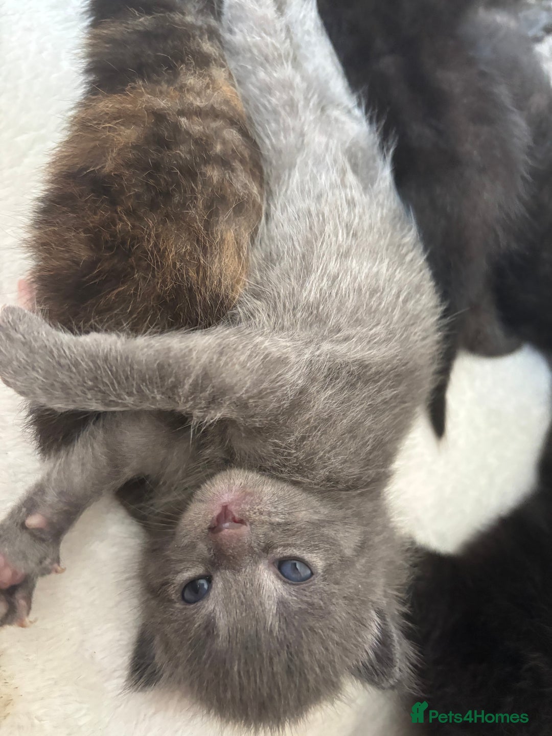 Maine Coon cats for sale: 5 bengal/maine coon kittens - Image 3