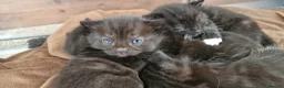 Mixed Breed cats for sale: Bengal X Russian blue kittens  in Eastbourne - Advert 14