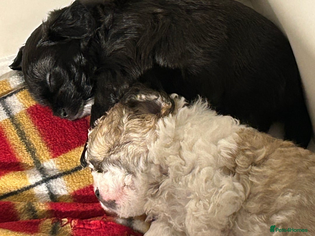 Maltipoo dogs for sale: Maltipoo puppies  - Image 7