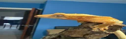 Gecko reptiles for sale: ❤️❤️ LILYWHITE CRESTED GECKOS FOR SALE ❤️❤️ - Advert 3