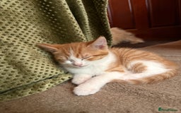Domestic Shorthair cats for sale: 4 beautiful fluffy kitten ready to go  - Image 3
